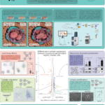 Poster - A closer look at proteomic changes in liver fibrosis