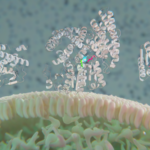 The functional roles of MGL, HSL and ATGL