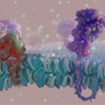 Close-up of membrane proteins