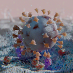 Covid entry into cell
