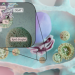 Overview of the proteins DGAT1 and DGAT2