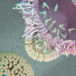 The protein DGAT1 on the edges of a buddying lipid droplet
