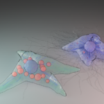 Activated and quiescent hepatic stellate cells