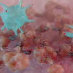 B-cells engaging with cancer cells