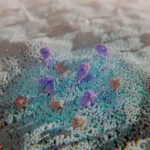 Lipid raft