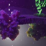 Diverse membrane ion channels