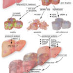 Graphical abstract for the effect of various types of fatty acids on hepatocytes