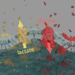 Lactate and glucose membrane transporters