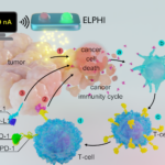 Graphical abstract for the use of the device "ELPHI"