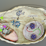 Graphical abstract